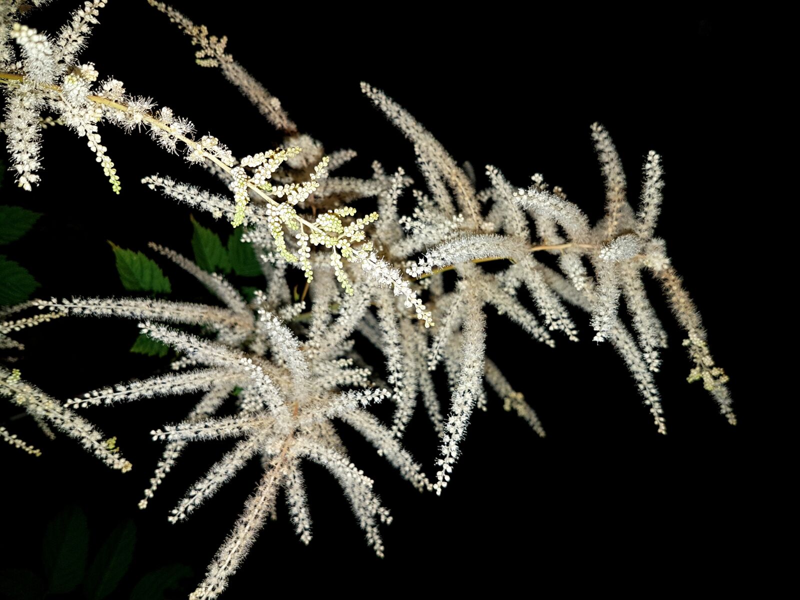 Samsung Galaxy S7 sample photo. Plant, flowers, parzyd o photography