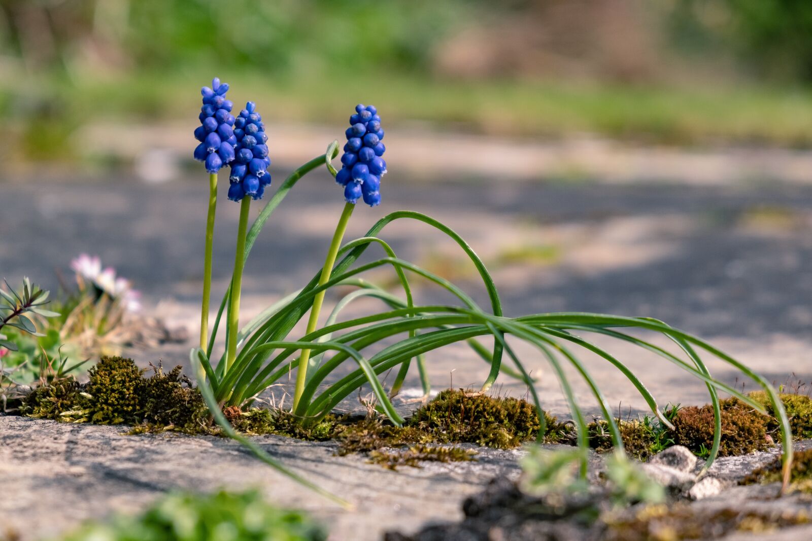 Fujifilm X-T3 sample photo. Scotland, flower, bloom photography