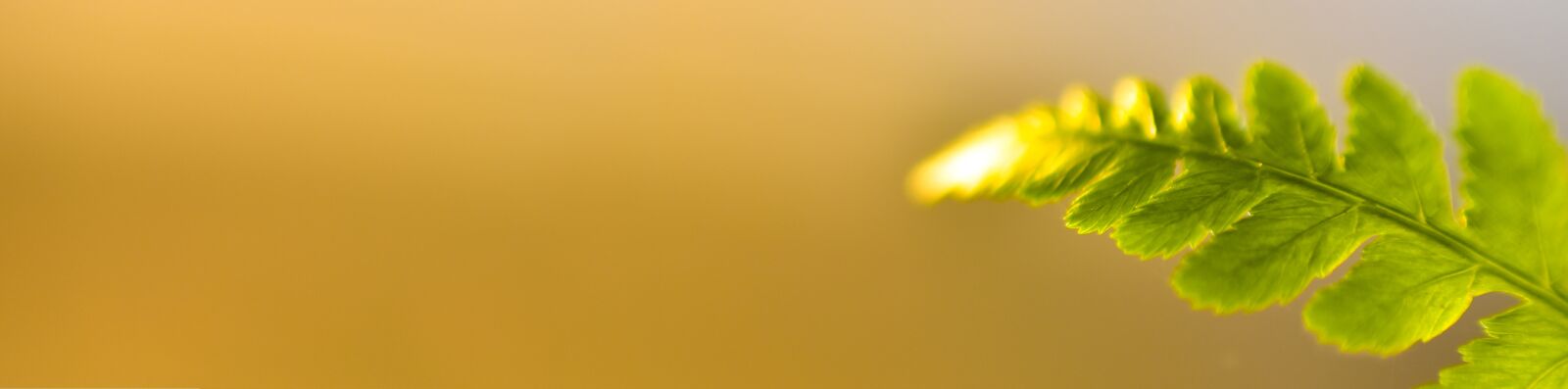 Nikon D7200 sample photo. Abstract, advertising, announcement photography