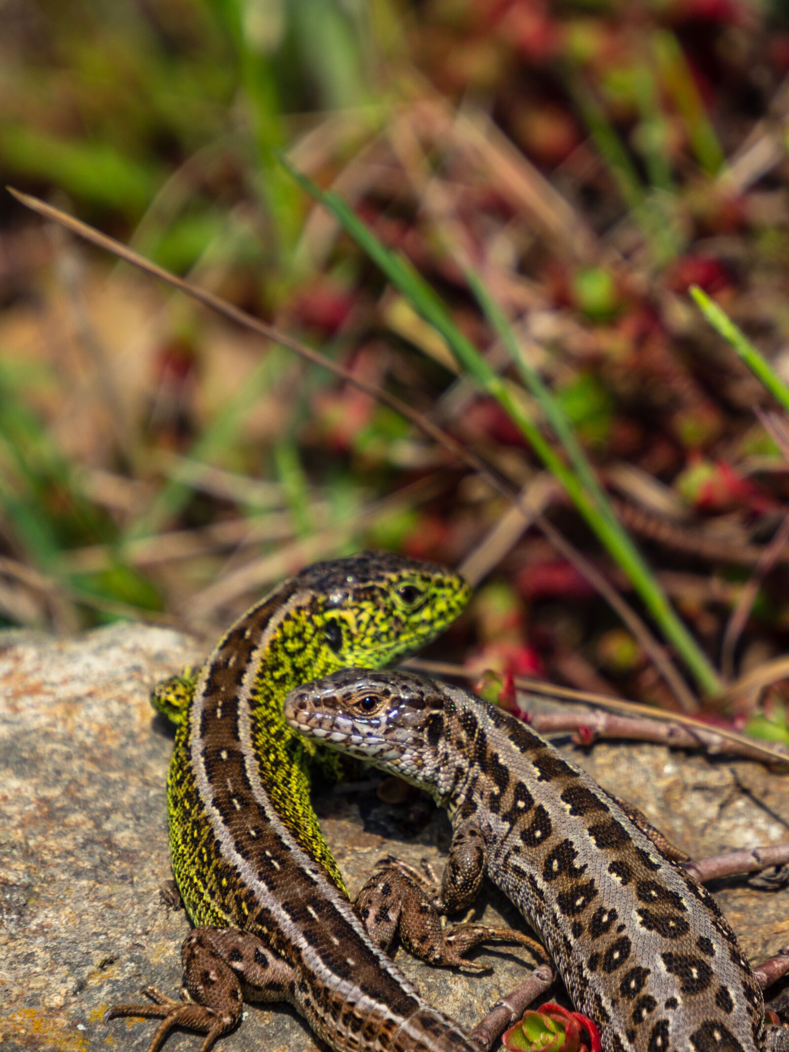Olympus OM-D E-M10 III sample photo. Lizard, green, male photography