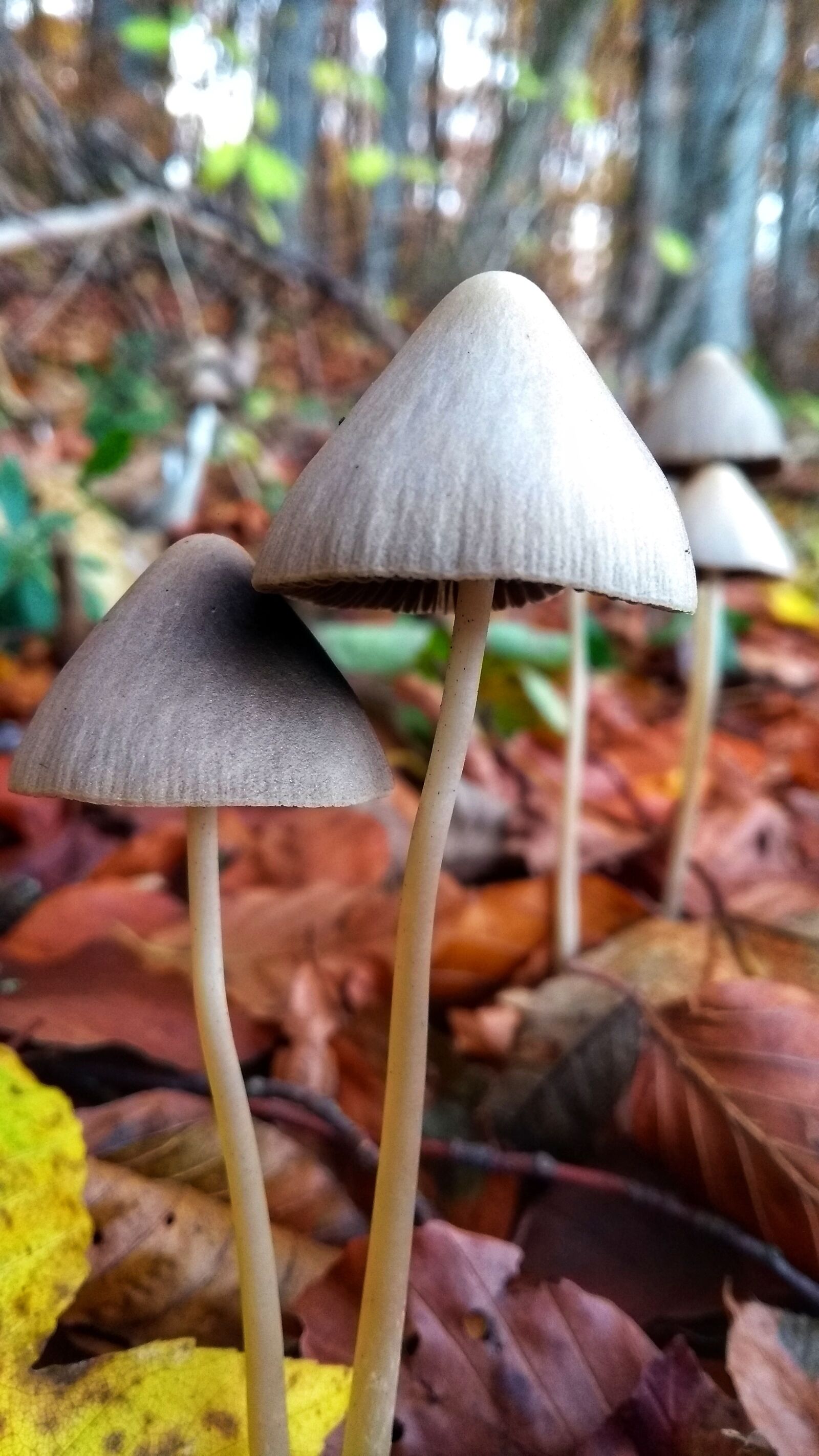 Motorola Moto G (5th Gen) sample photo. Mushrooms, autumn, nature photography