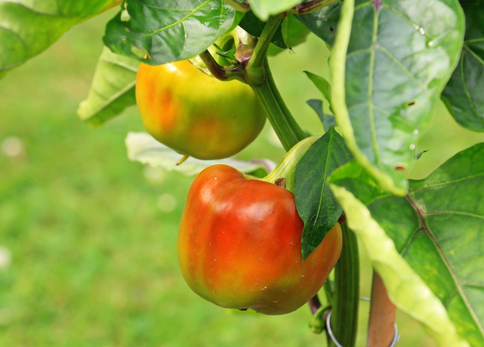 Canon EOS 550D (EOS Rebel T2i / EOS Kiss X4) sample photo. Paprika, nachtschattengew chs, green photography