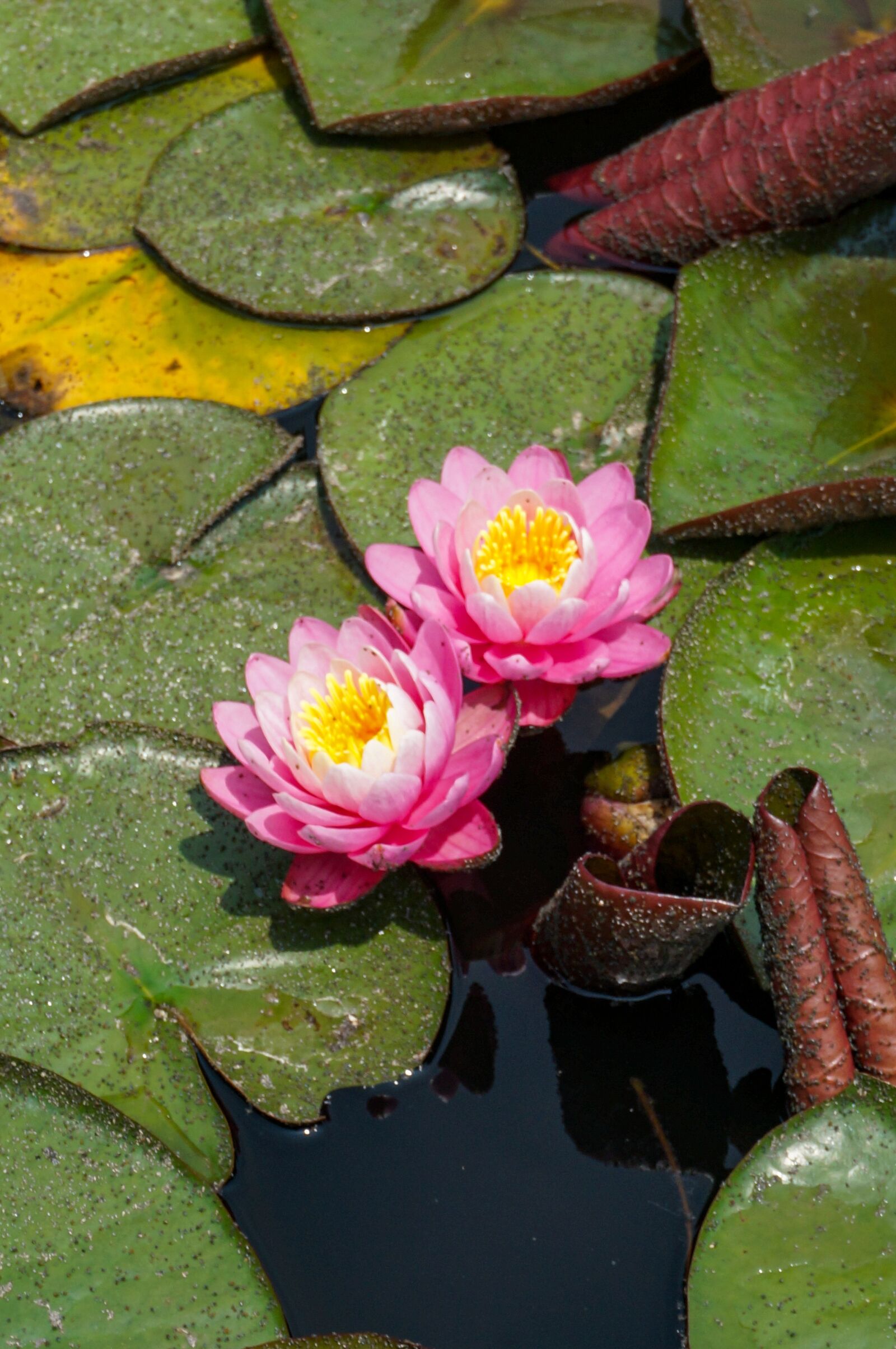 Sony Alpha NEX-3N + Sony E 16-50mm F3.5-5.6 PZ OSS sample photo. Lotus, pink lotus, flower photography