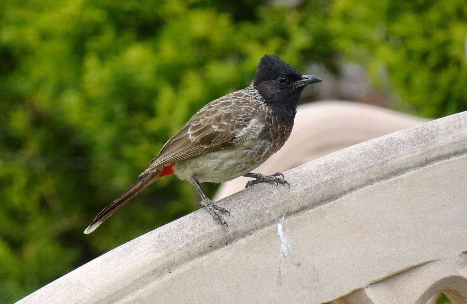 Sony DSC-WX800 sample photo. Bird, red-vented bulbul, pycnonotus photography