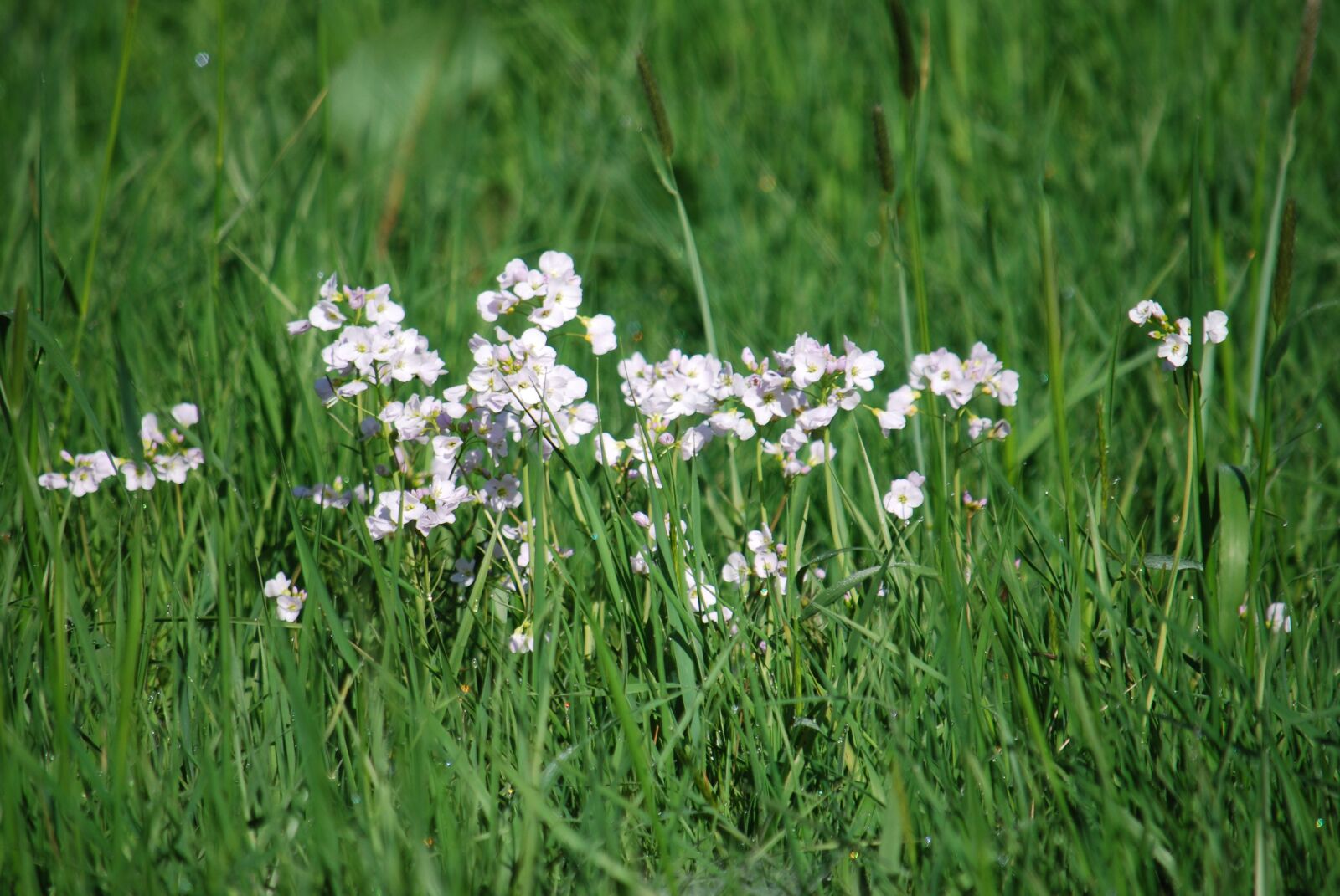 Nikon D60 sample photo. Priaire, grass, flowers photography