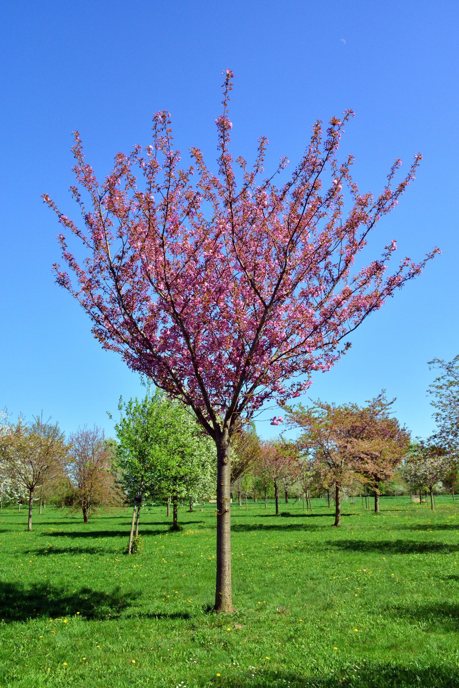 Nikon D5200 sample photo. Cherry tree, tree, nature photography