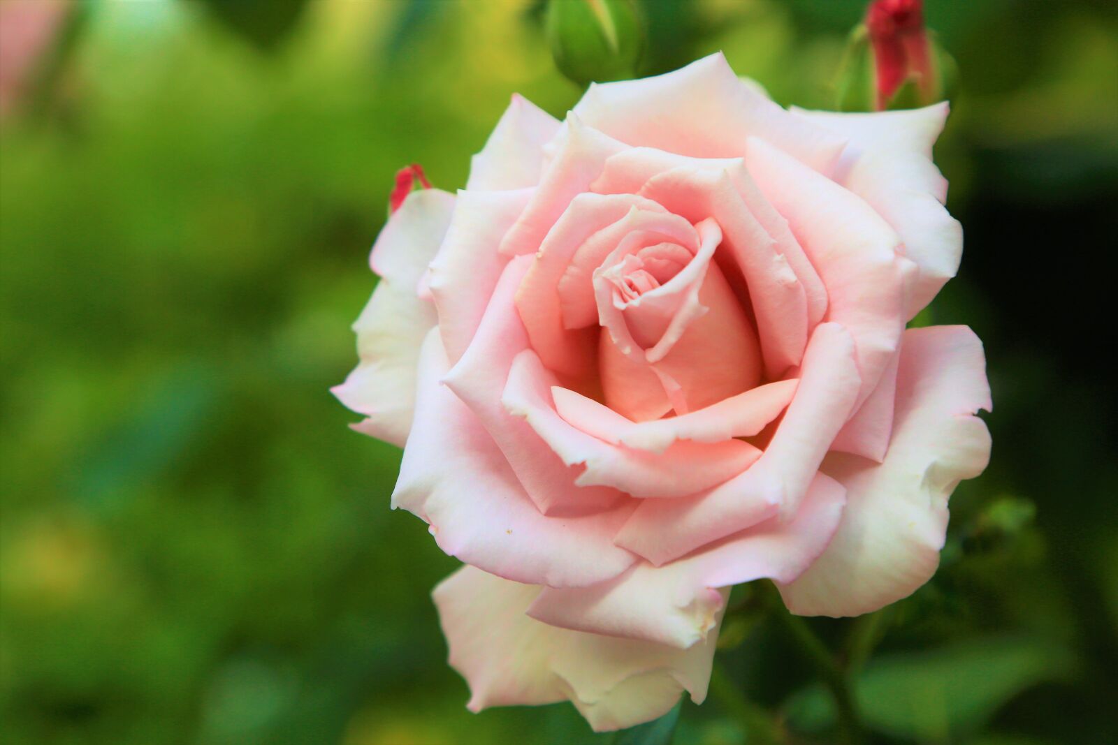 Canon EF 24-105mm F4L IS USM sample photo. Rose, nature, spring photography