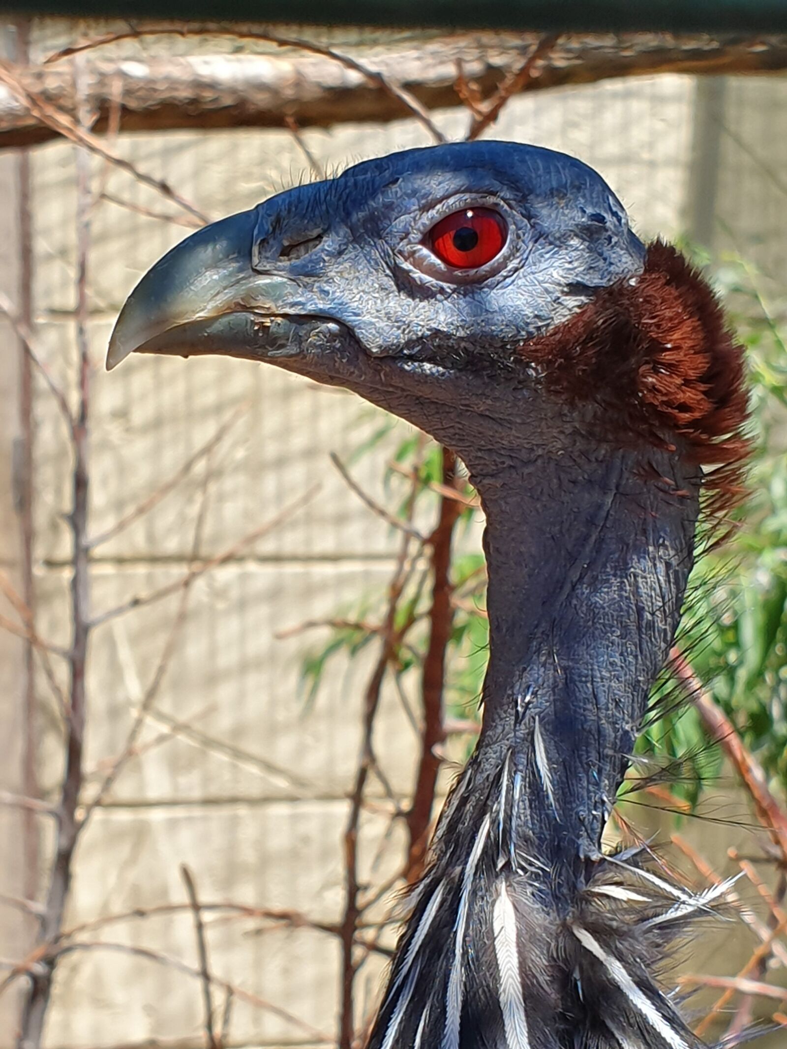 Samsung Galaxy S10e sample photo. Bird, wild, birds photography
