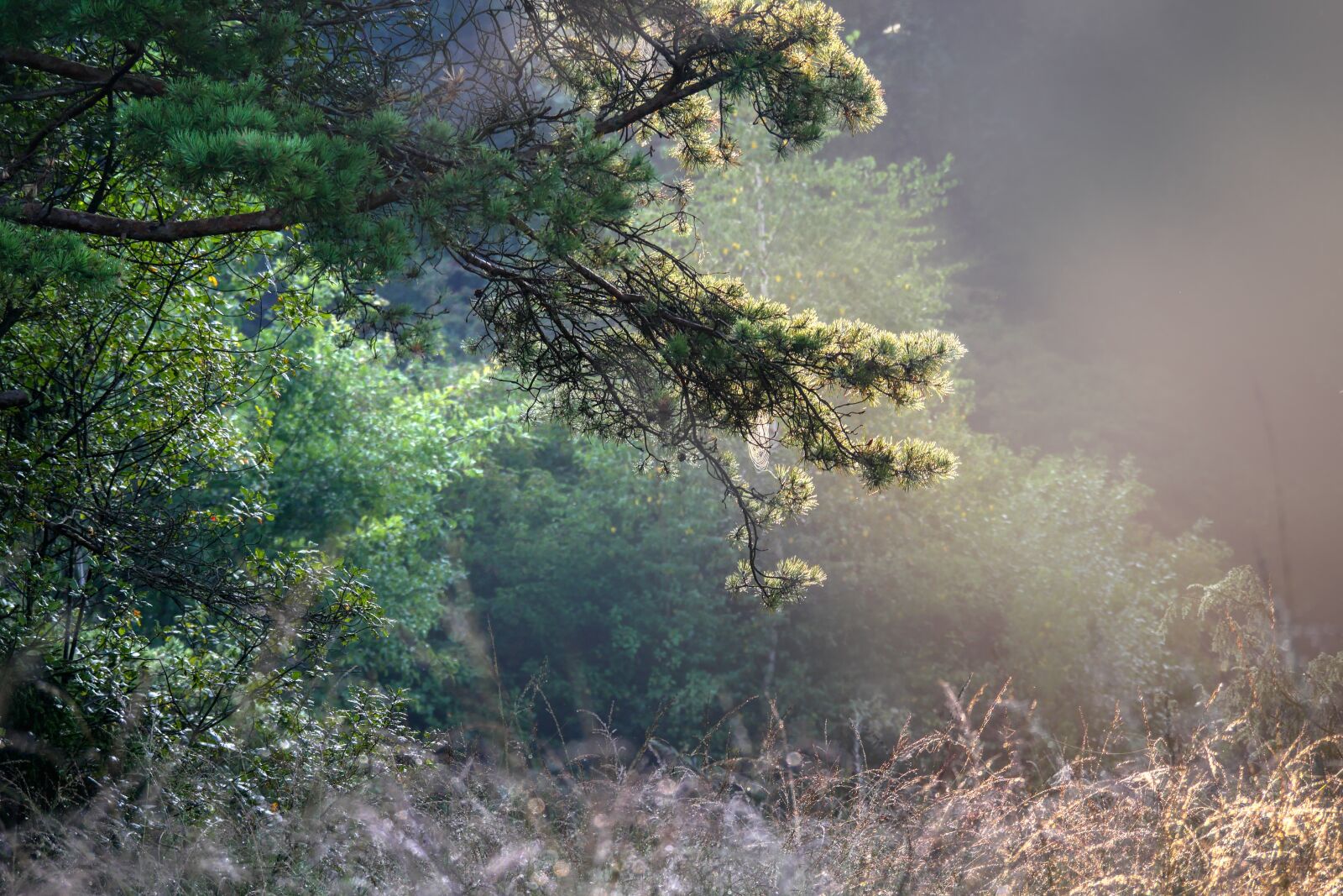 Panasonic Lumix DMC-GX8 sample photo. Fir tree, fog, forest photography