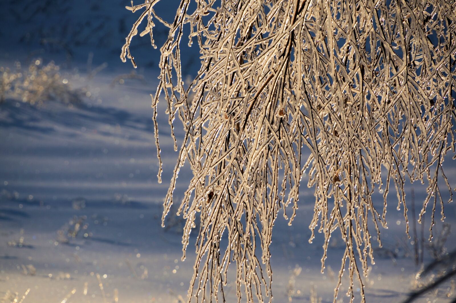 Sony E 18-200mm F3.5-6.3 OSS sample photo. Winter, ice, tree photography