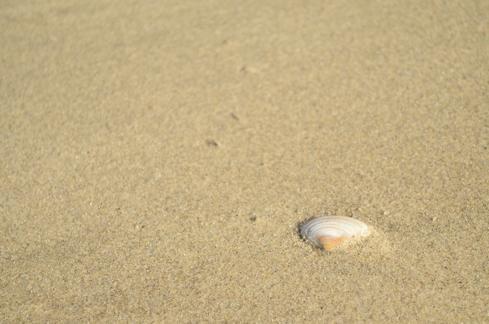 Nikon D5100 sample photo. Beach, sand, shell photography