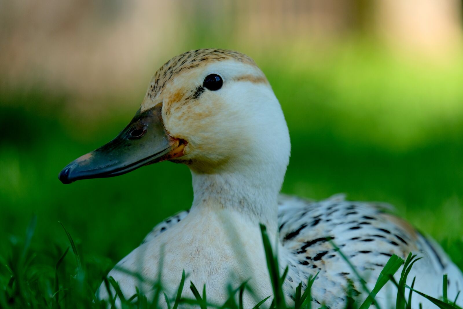 Fujifilm X-T20 sample photo. Duck, white, animal photography