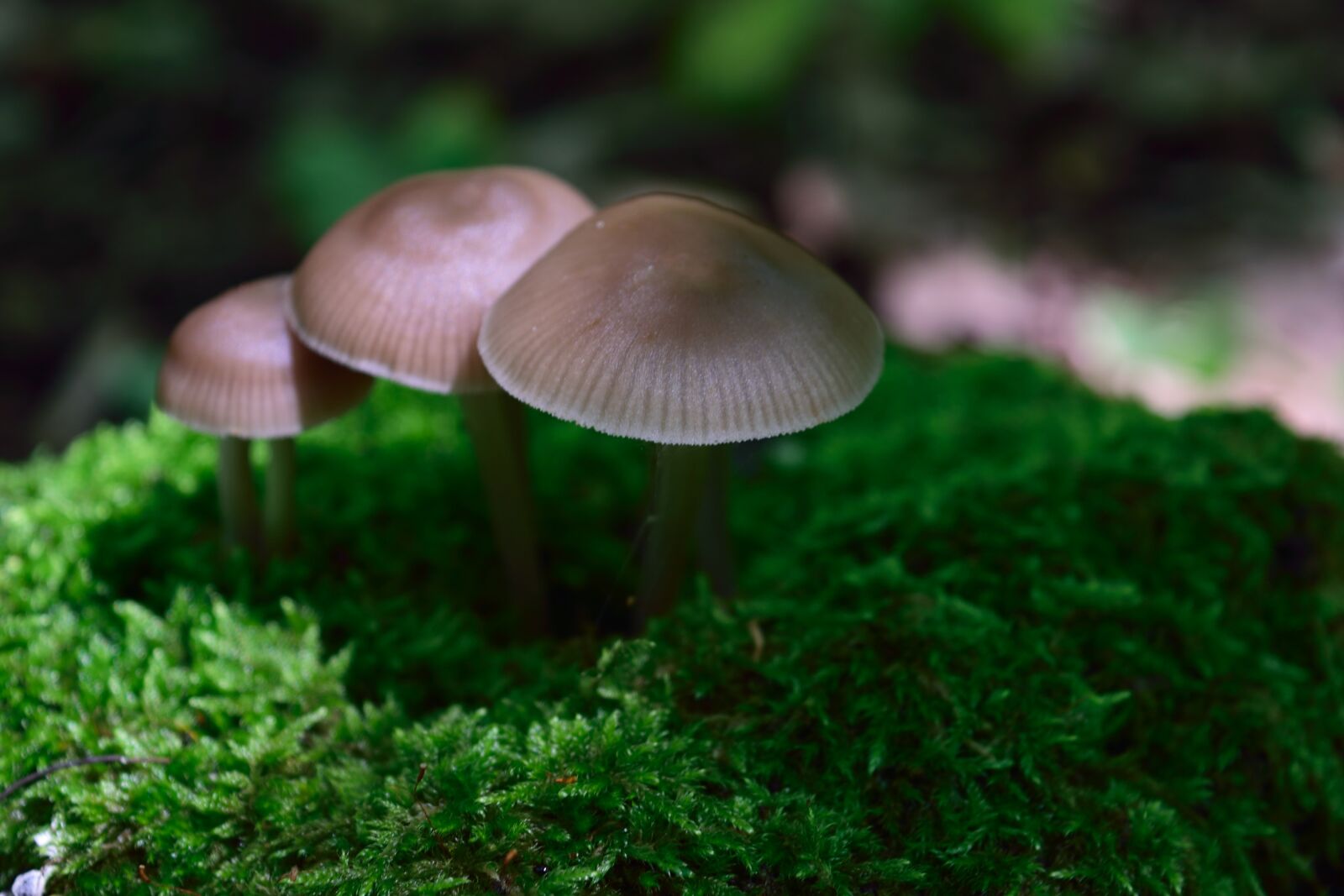 Nikon D5300 sample photo. Mushroom, nature, carpet photography