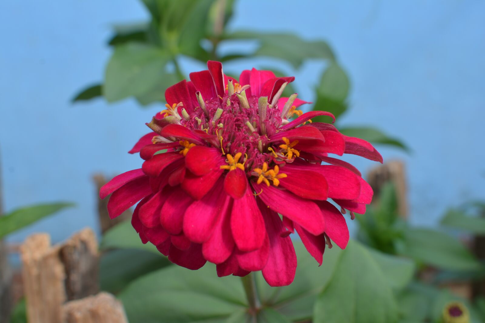 Nikon D7100 sample photo. Chinese new year flowers photography