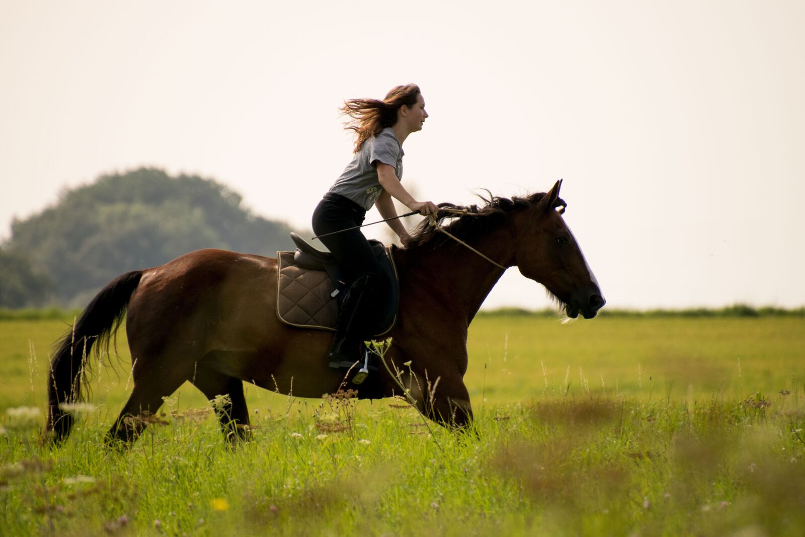 Nikon D3300 sample photo. Horse, reiter, cavalry photography