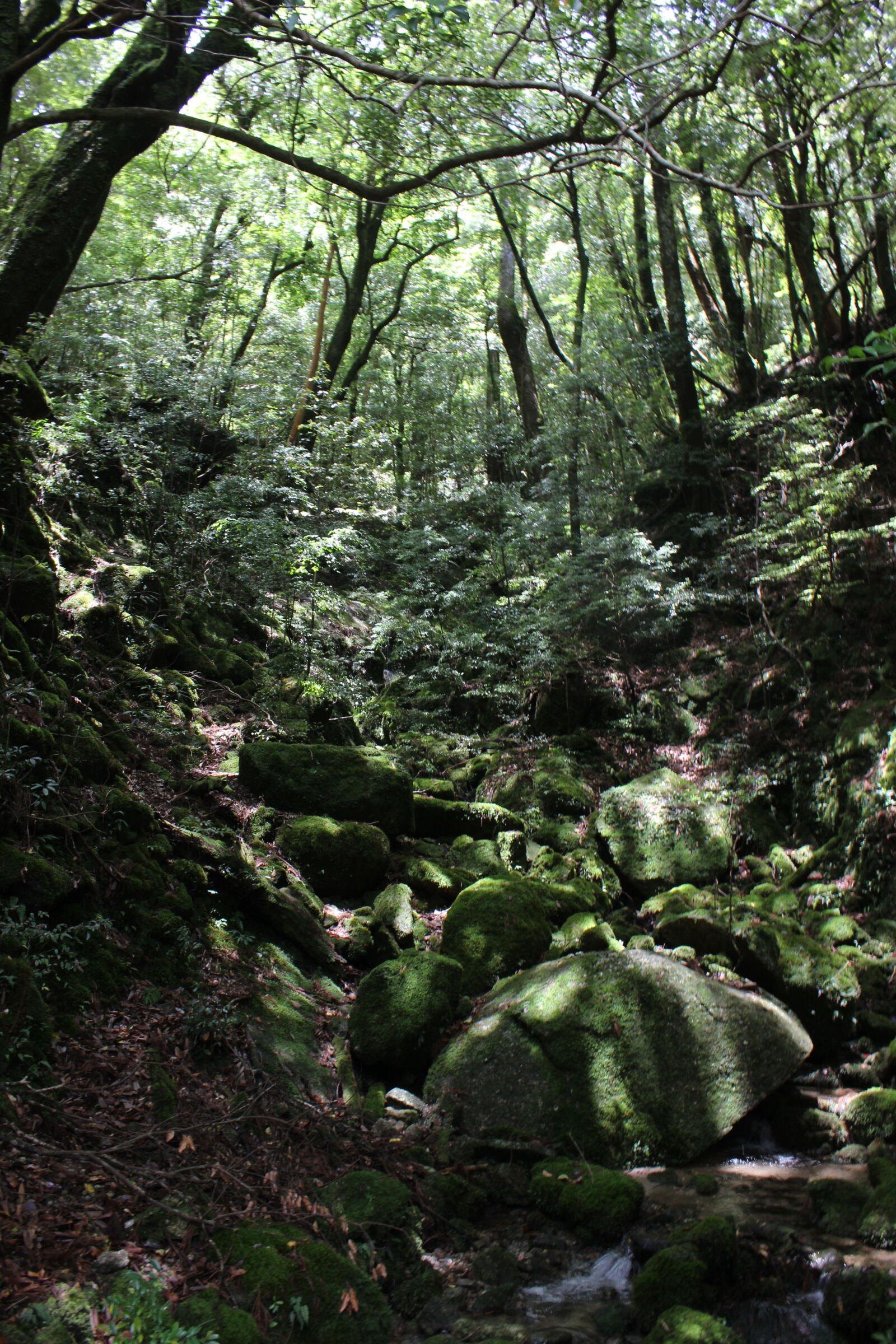 Canon EOS 600D (Rebel EOS T3i / EOS Kiss X5) sample photo. Forest photography