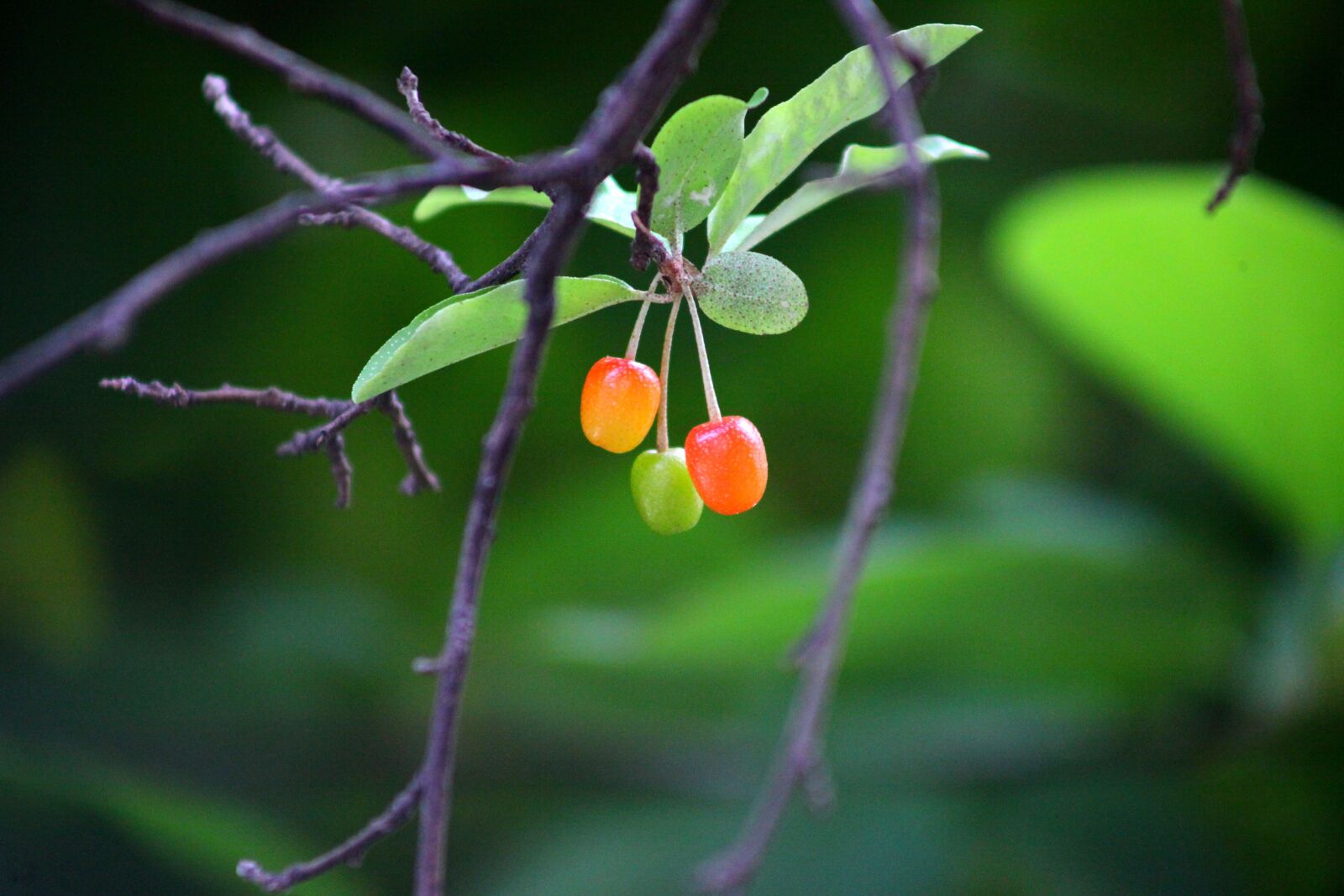 Canon EOS 5D Mark II sample photo. Nature, leaf, wood photography