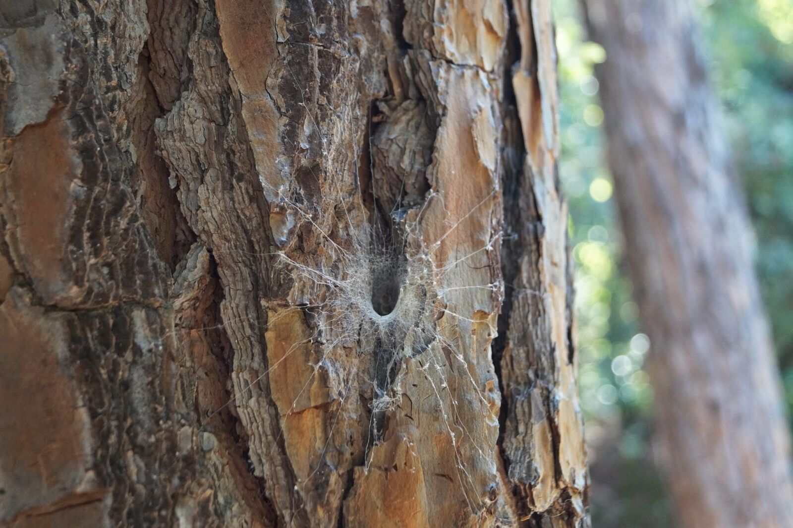 Sony SLT-A58 sample photo. Spider, tree, net photography