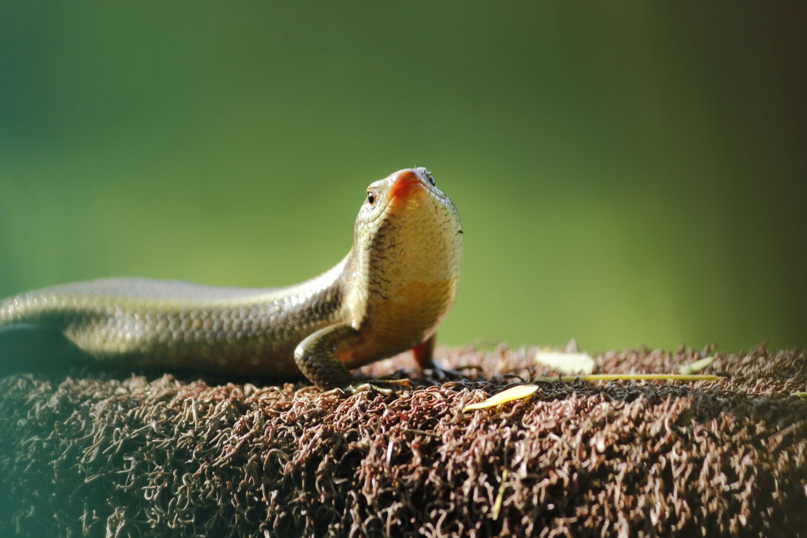 Canon EF-S 55-250mm F4-5.6 IS II sample photo. Lizard, nature, wildlife photography