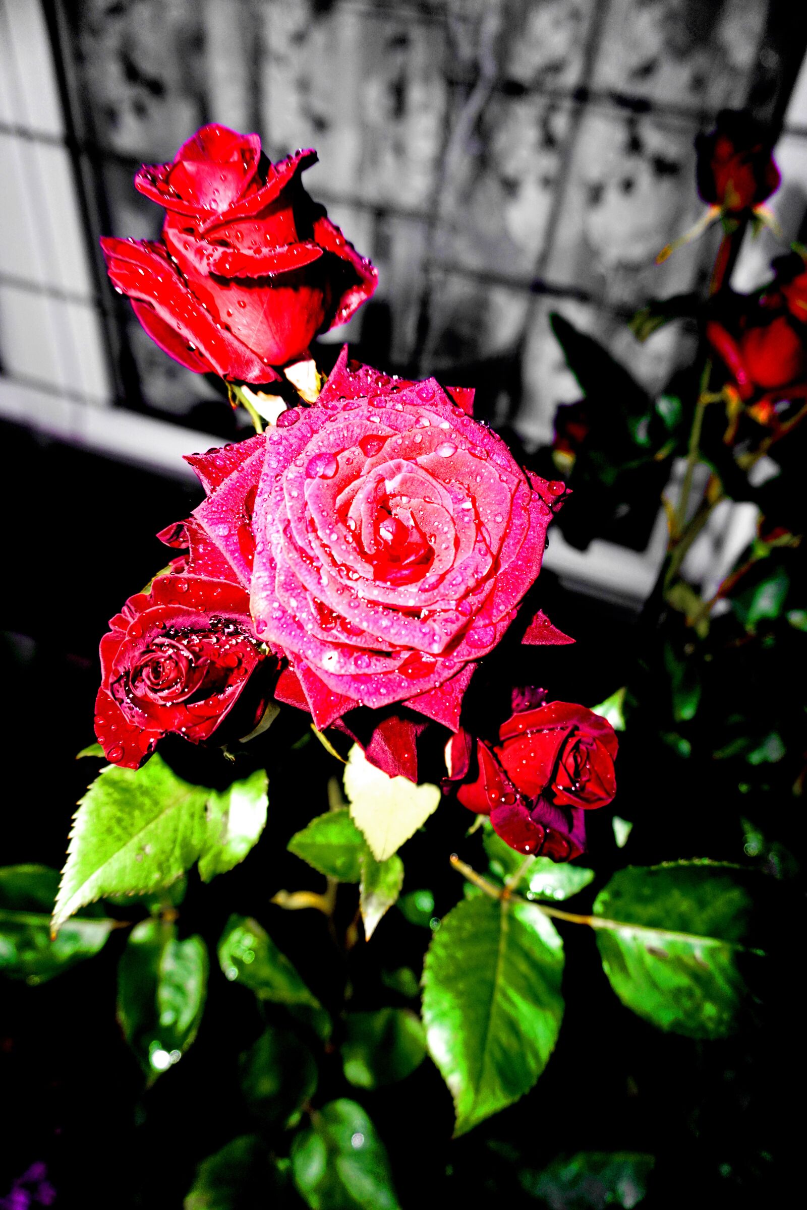 Sony a6000 sample photo. Roses, garden, plant photography