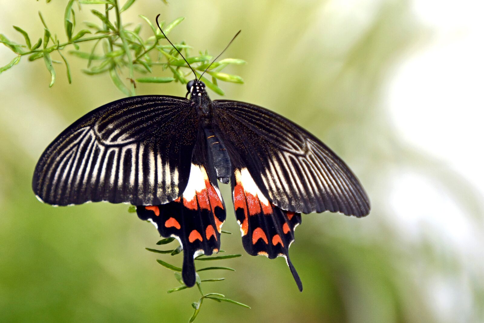 Nikon D7100 sample photo. Butterfly, insect, wing photography