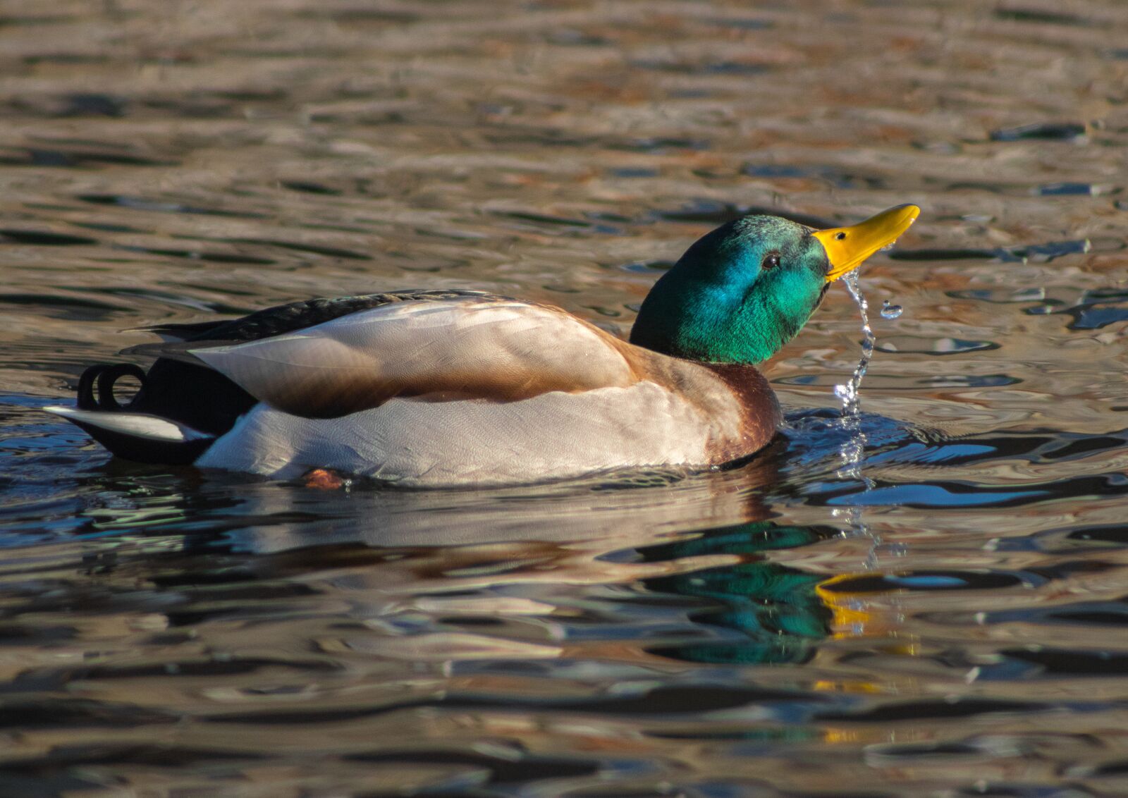 Canon EOS 760D (EOS Rebel T6s / EOS 8000D) sample photo. Duck, birds, monolithic part photography