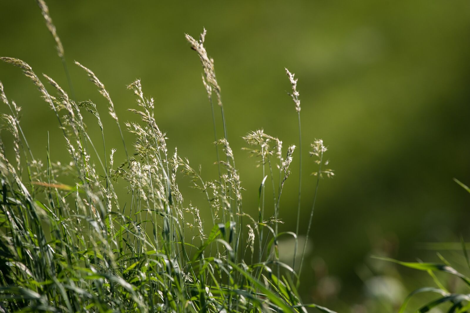 Nikon D750 sample photo. Meadow, grasses, green photography