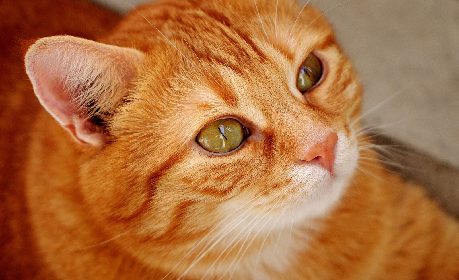 Nikon D3200 sample photo. Cat, red, cute photography