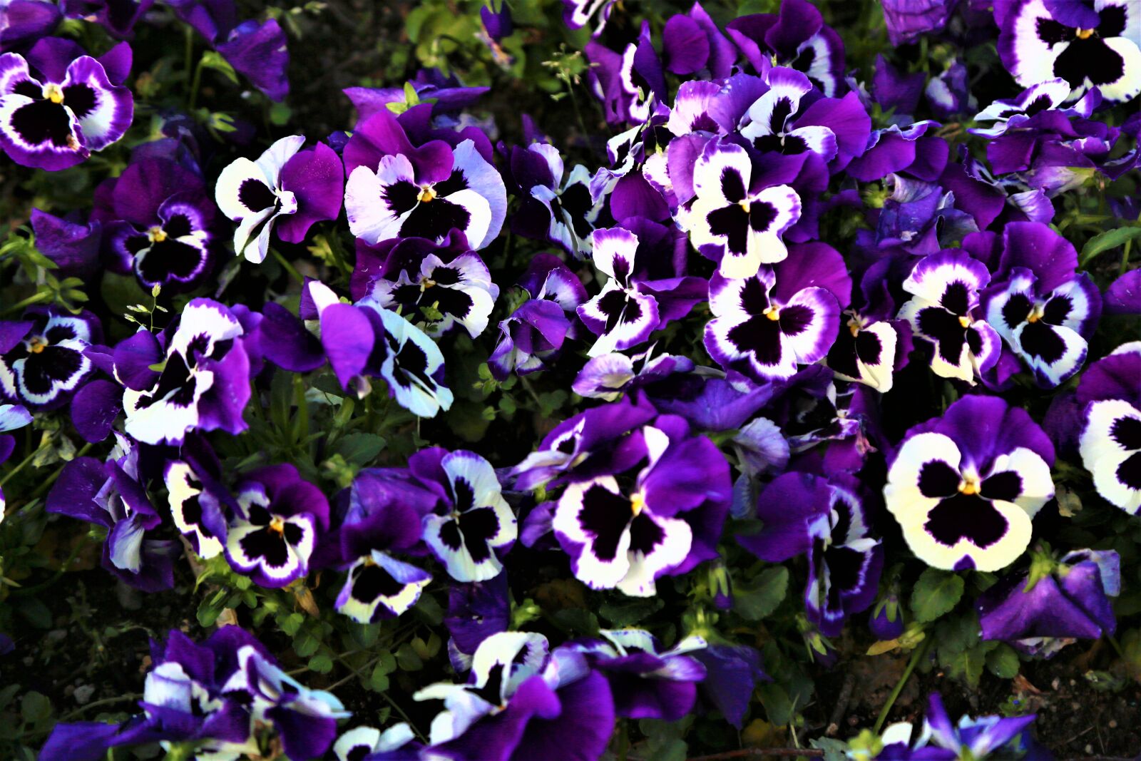 Canon EF 24-105mm F4L IS USM sample photo. Flowers, purple, spring photography