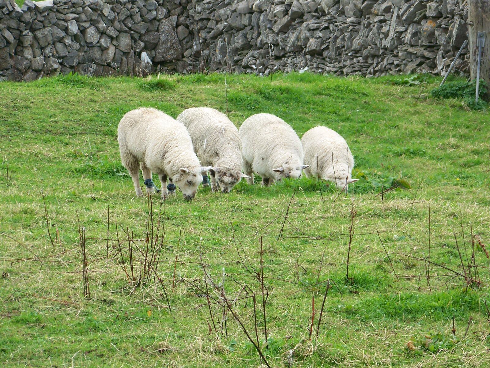 Kodak Z612 ZOOM DIGITAL CAMERA sample photo. Sheep, ireland, rural photography
