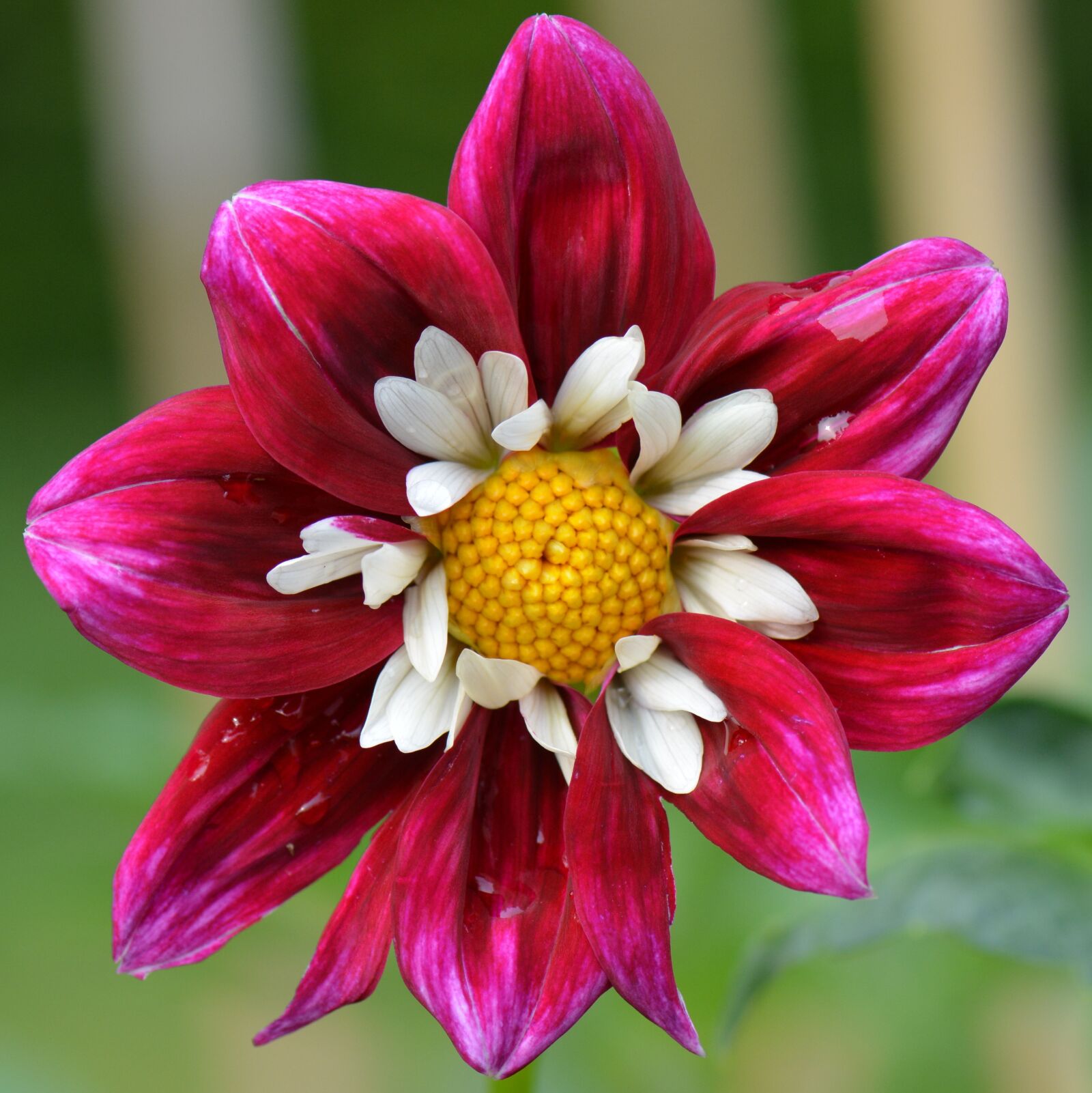 Nikon D5200 sample photo. Flower, nature, dahlia photography
