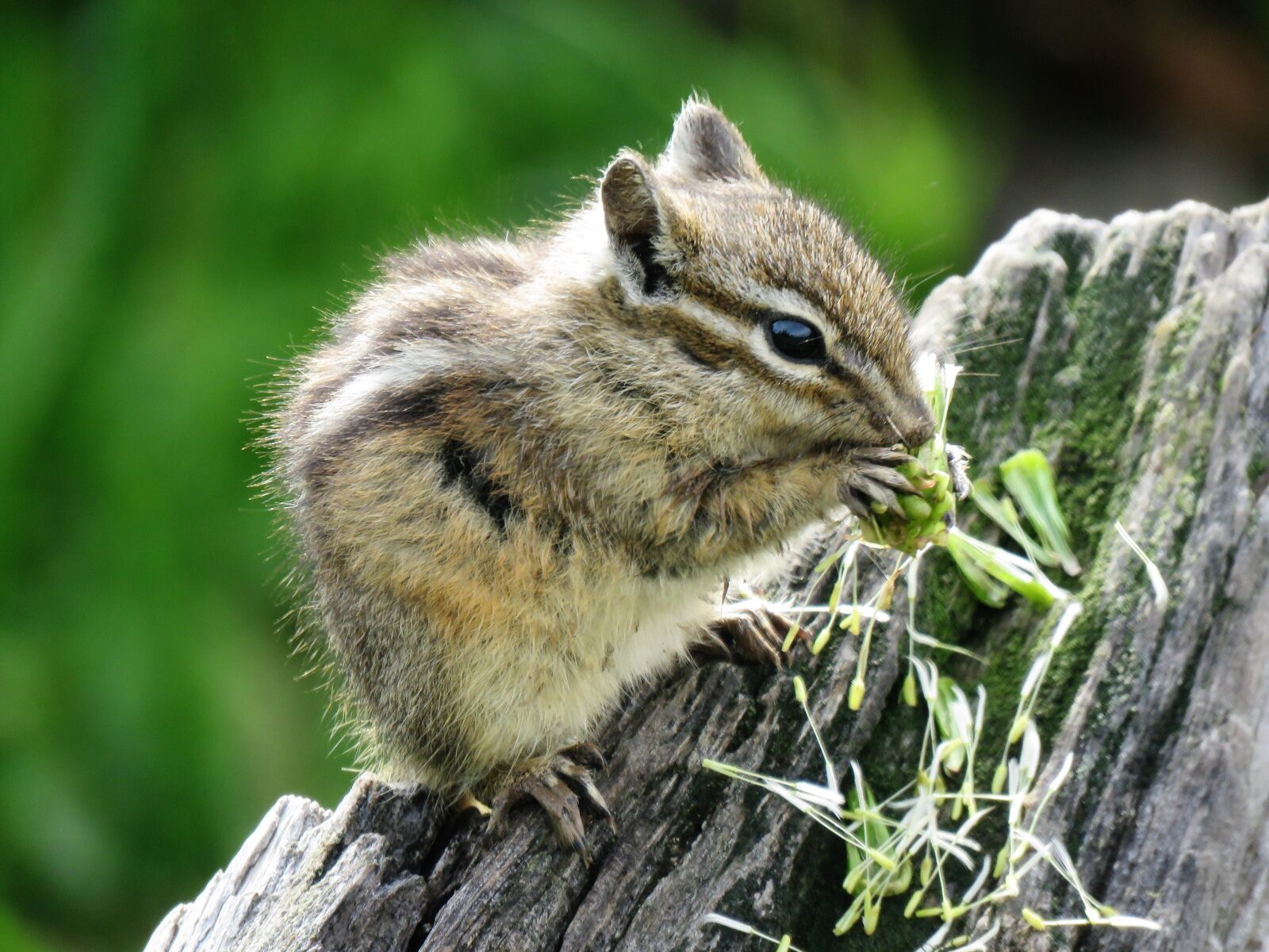 Canon PowerShot SX60 HS sample photo. Rodent, chipmunk, tiny photography