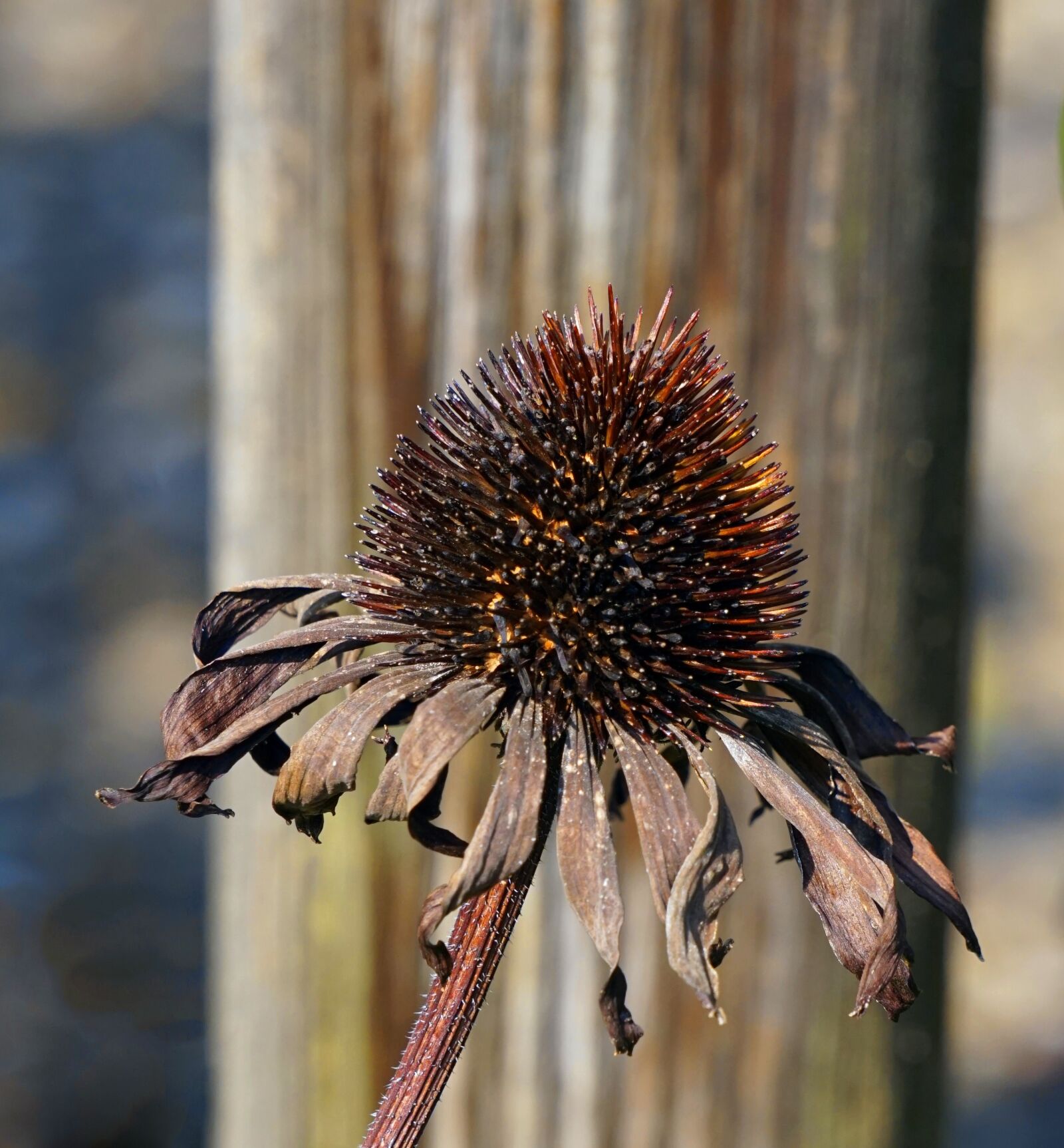 Sony Alpha a5000 (ILCE 5000) + Sony E 55-210mm F4.5-6.3 OSS sample photo. Echinacea, flower, faded photography