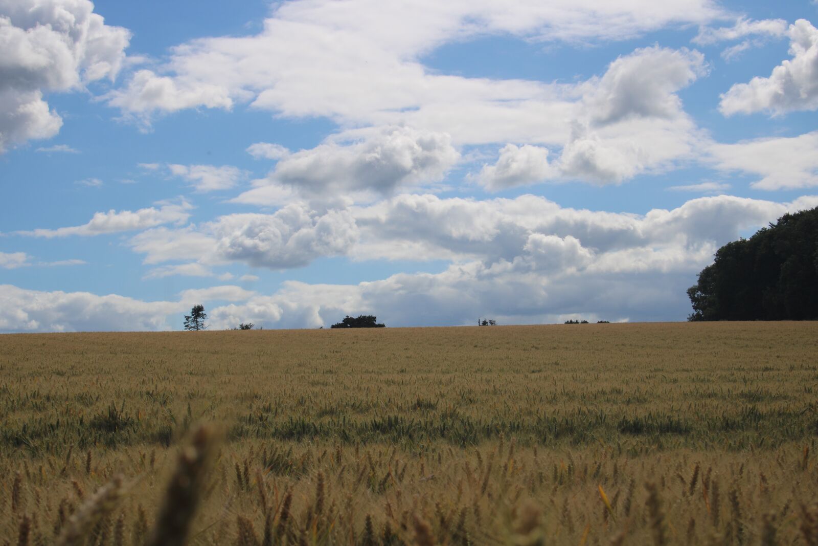 Canon EF-S 18-55mm F3.5-5.6 sample photo. Summer, sky, clouds photography