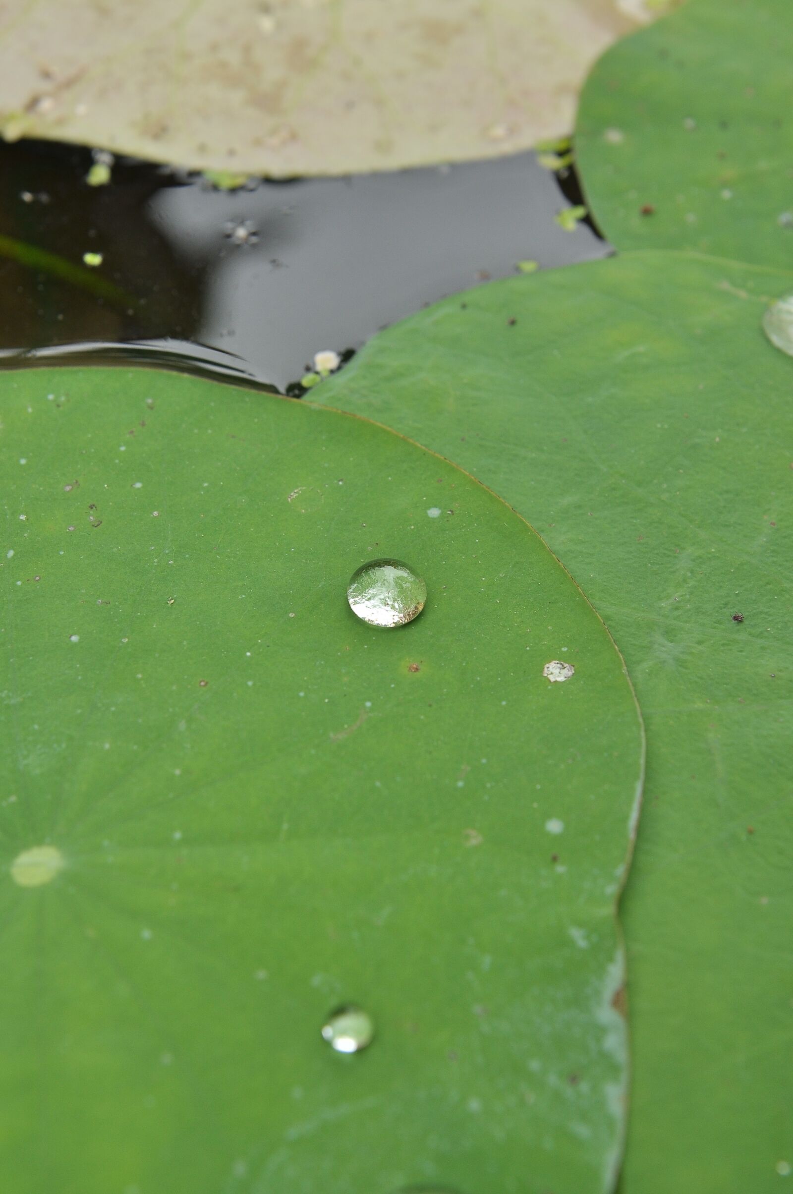 Nikon D90 sample photo. Lily pads, drop, green photography