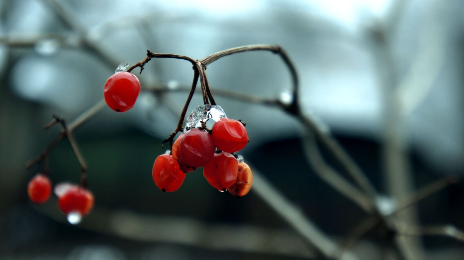 Sony Alpha NEX-3 + Sony E 18-55mm F3.5-5.6 OSS sample photo. Winter, red, snow photography