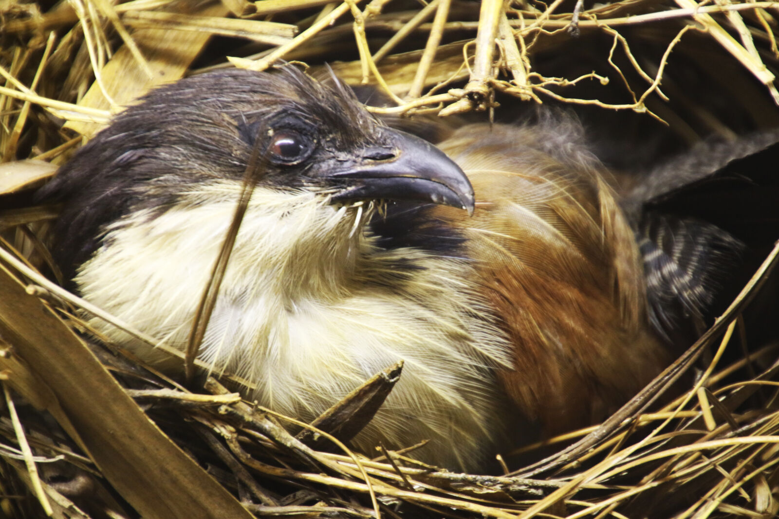 Canon EOS 7D Mark II sample photo. Animal, beak, bird, breed photography