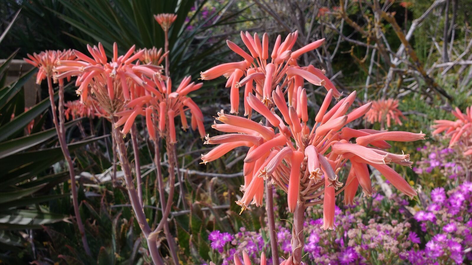 Motorola MotoG3 sample photo. Aloe, vera, flower photography