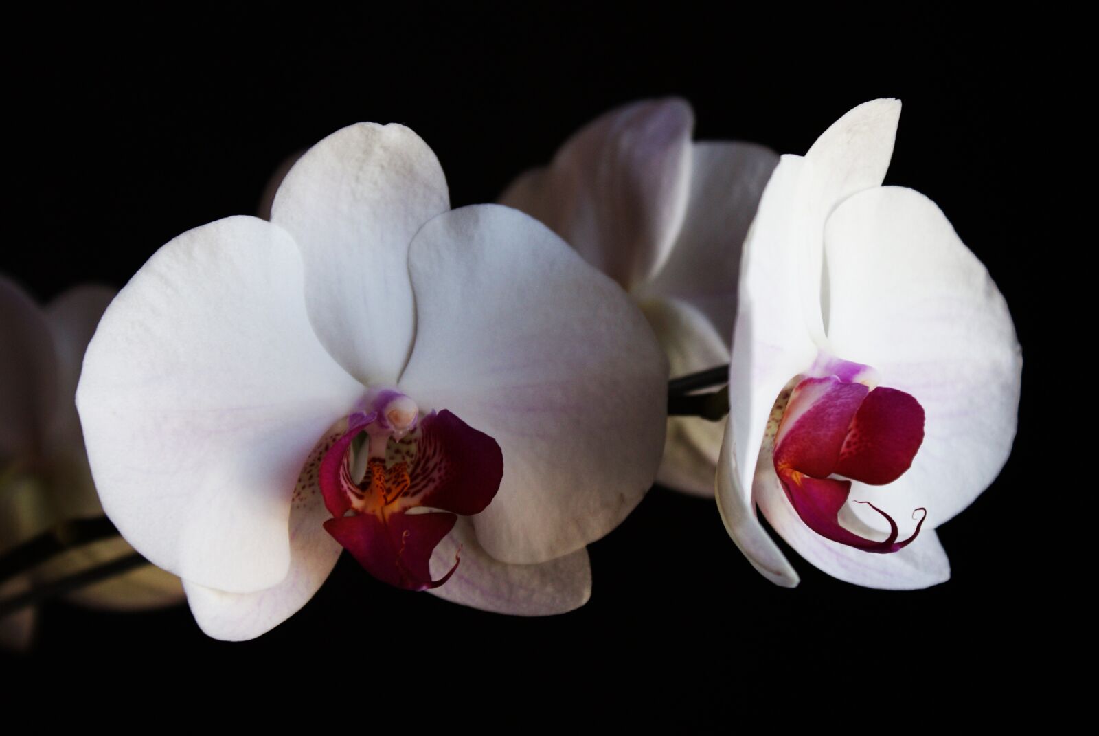 Sony Alpha DSLR-A200 sample photo. Orchid, flower, flowers photography