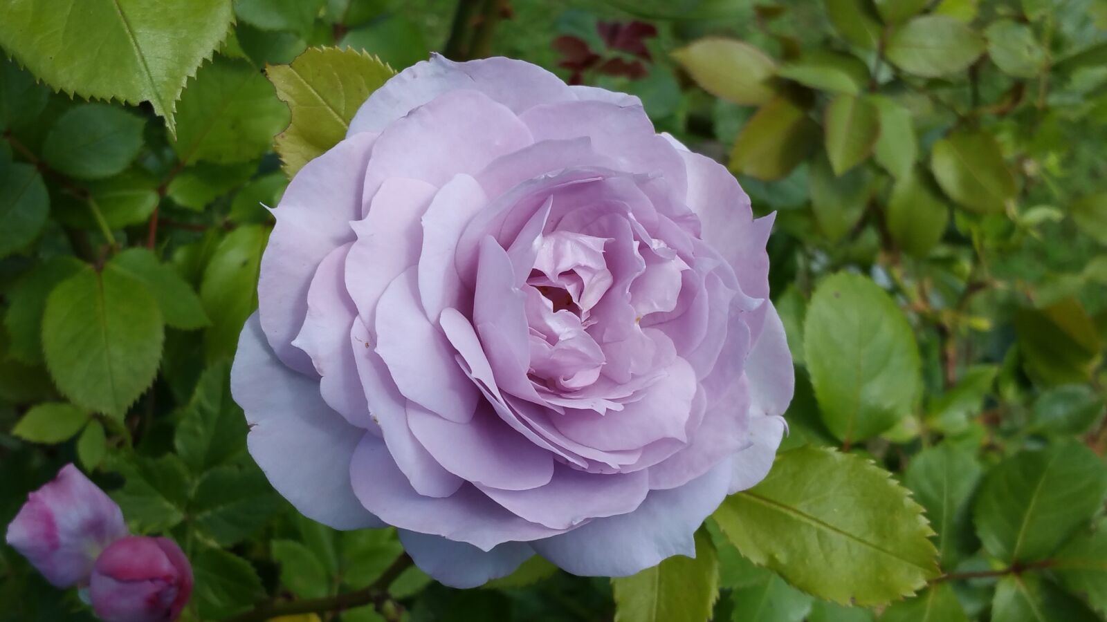 Samsung Galaxy Note4 sample photo. Rose, purple, nature photography