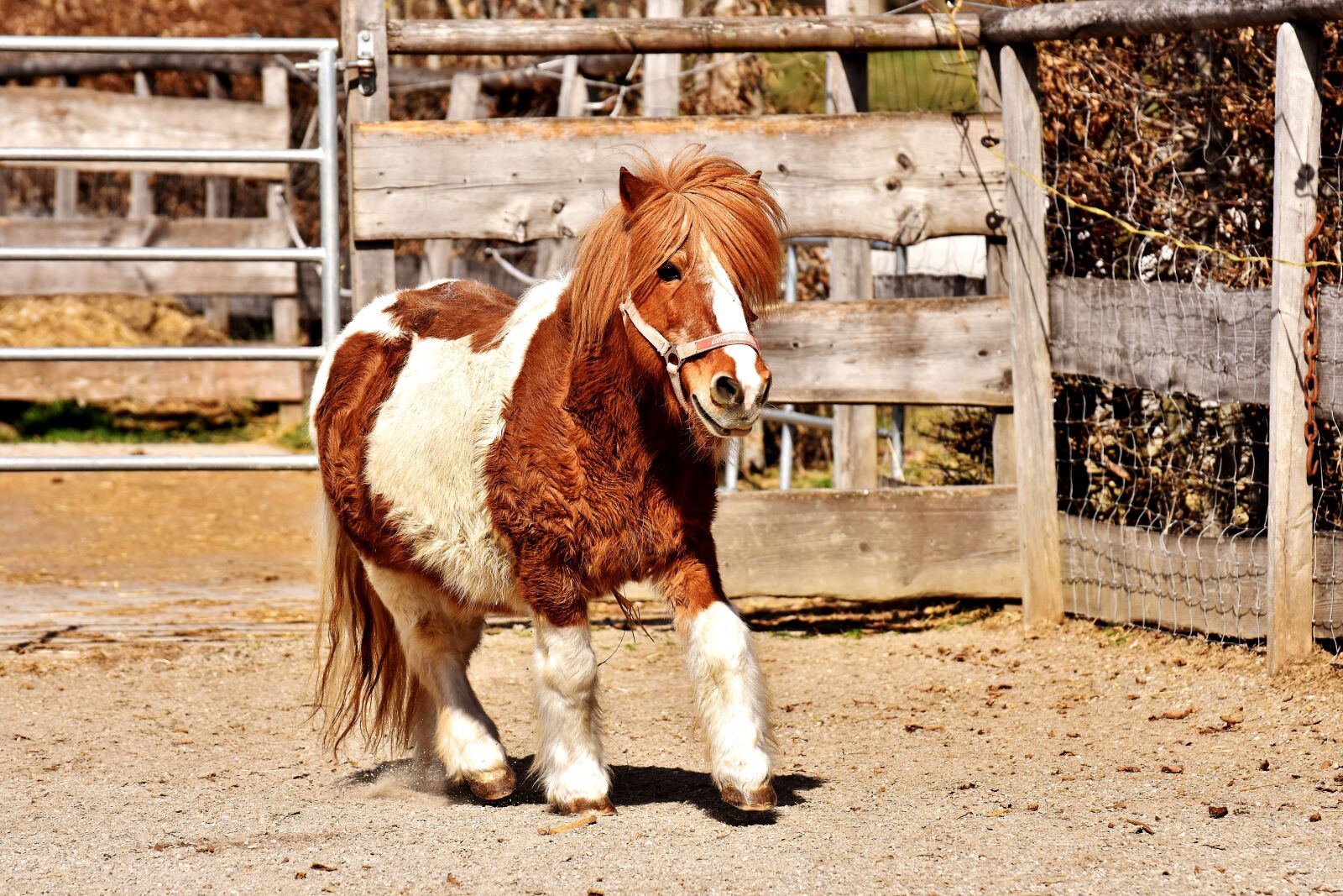 Nikon D7200 sample photo. Pony, horse, cute photography