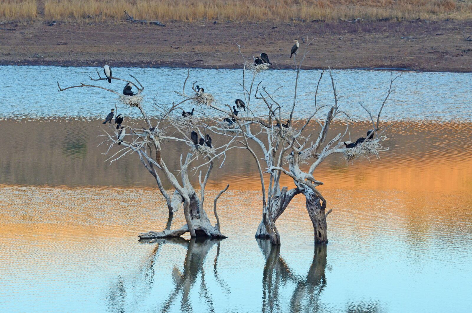 Nikon D7000 sample photo. African, birds, roosting photography