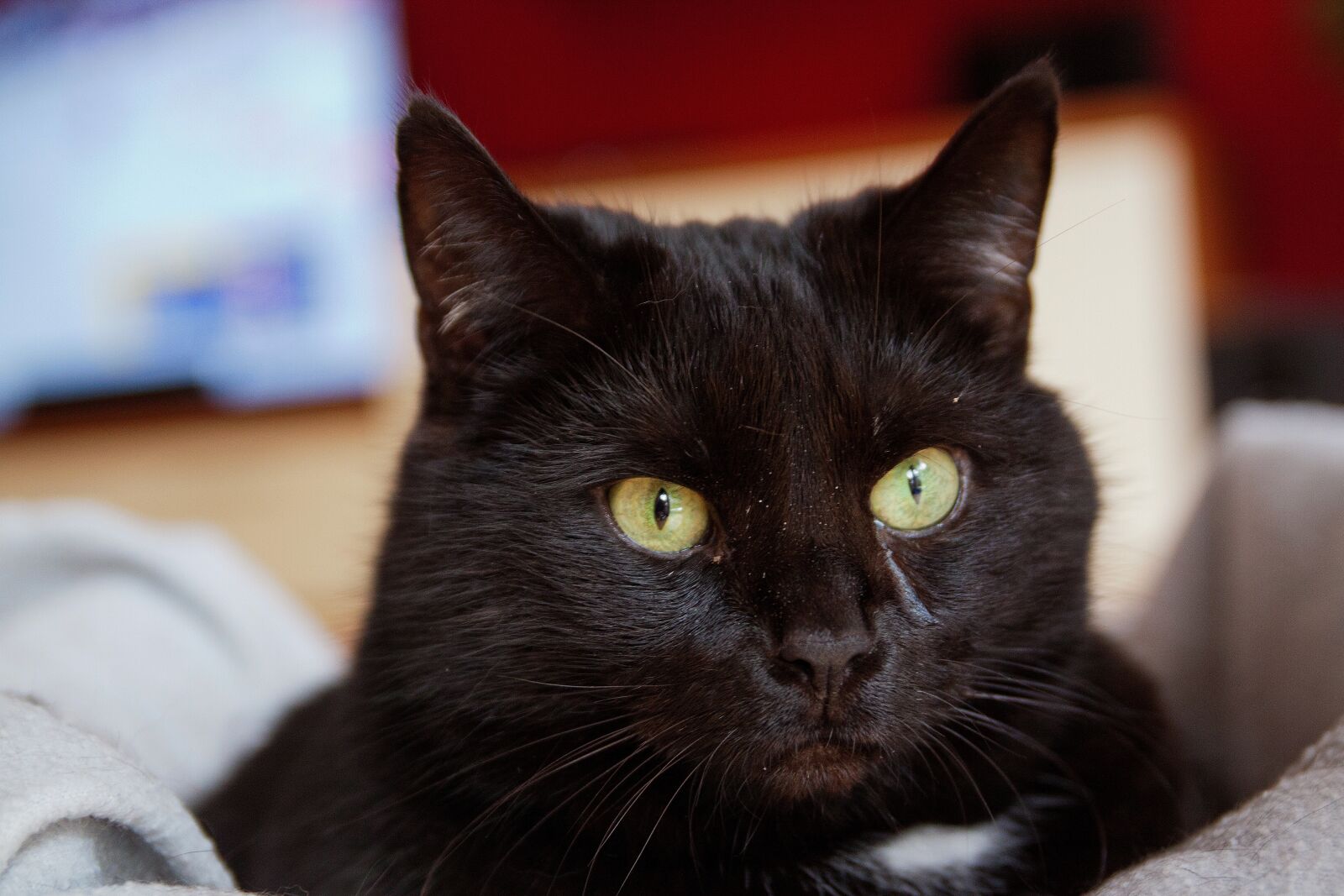 Canon EOS 50D sample photo. Cat, cute, animal photography