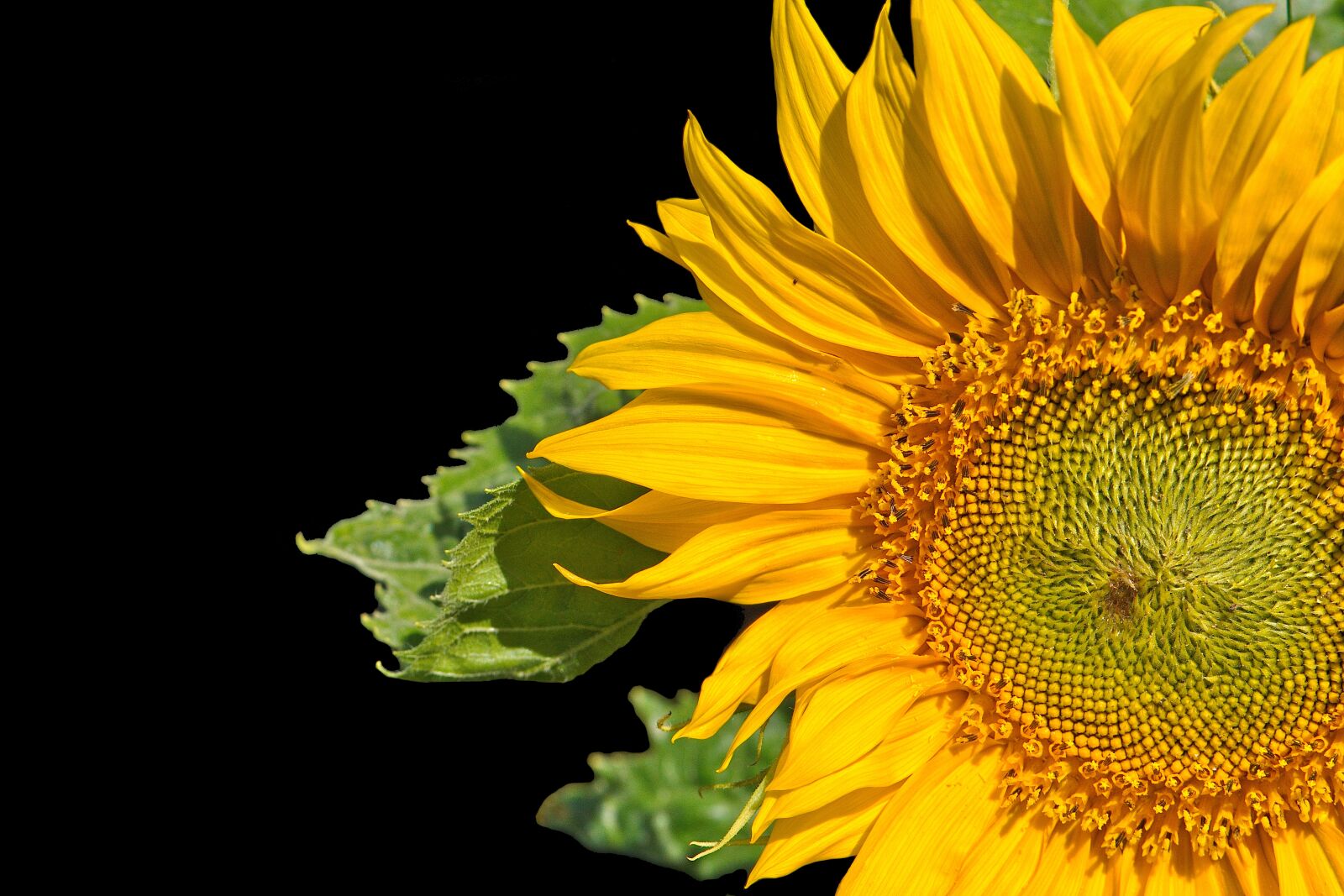 Nikon D5600 sample photo. Sunflower, flower, blossom photography