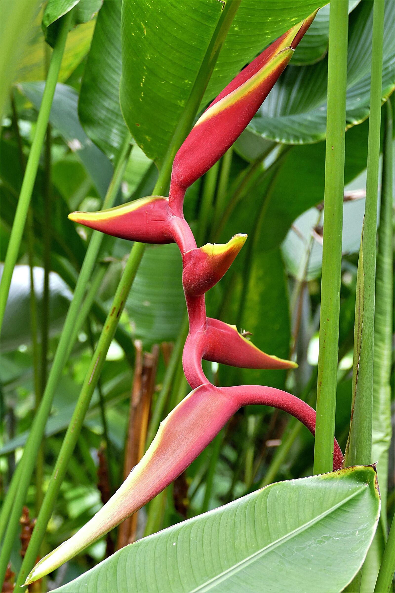 Panasonic Lumix DMC-FZ1000 sample photo. Blossom, bloom, heliconia bihai photography