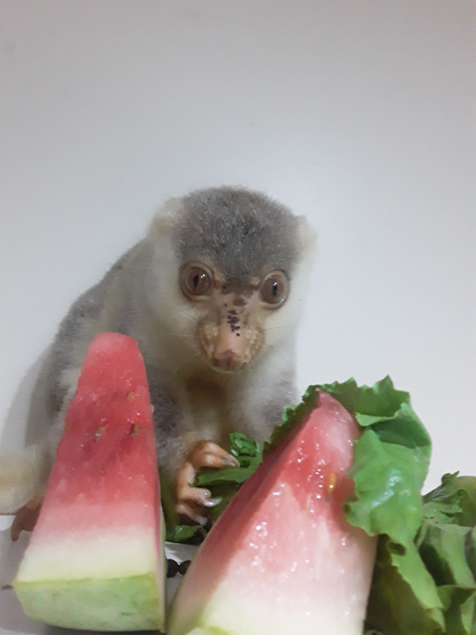 Samsung Galaxy J2 Core sample photo. Animal, pet, cute photography