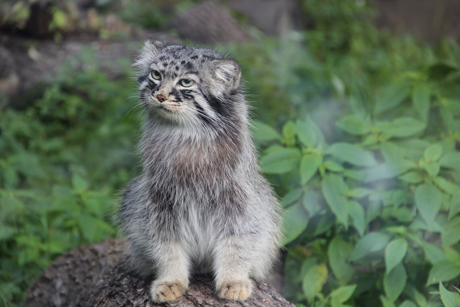 Canon EF-S 18-135mm F3.5-5.6 IS sample photo. Manul, summer, wild animal photography