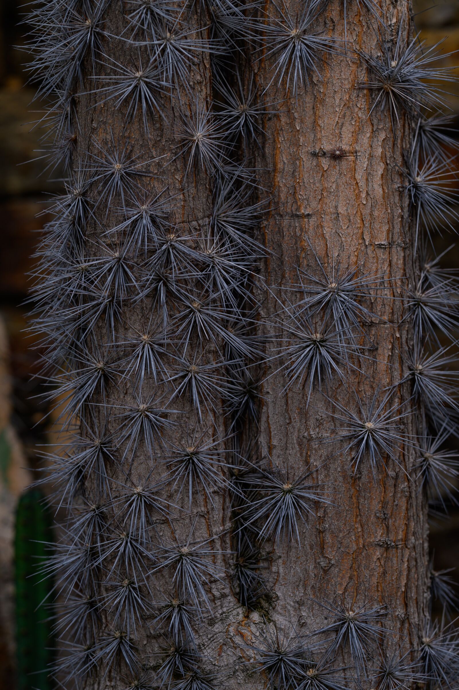 Nikon Z6 sample photo. Large-leaf foliage cactus, pereskia photography