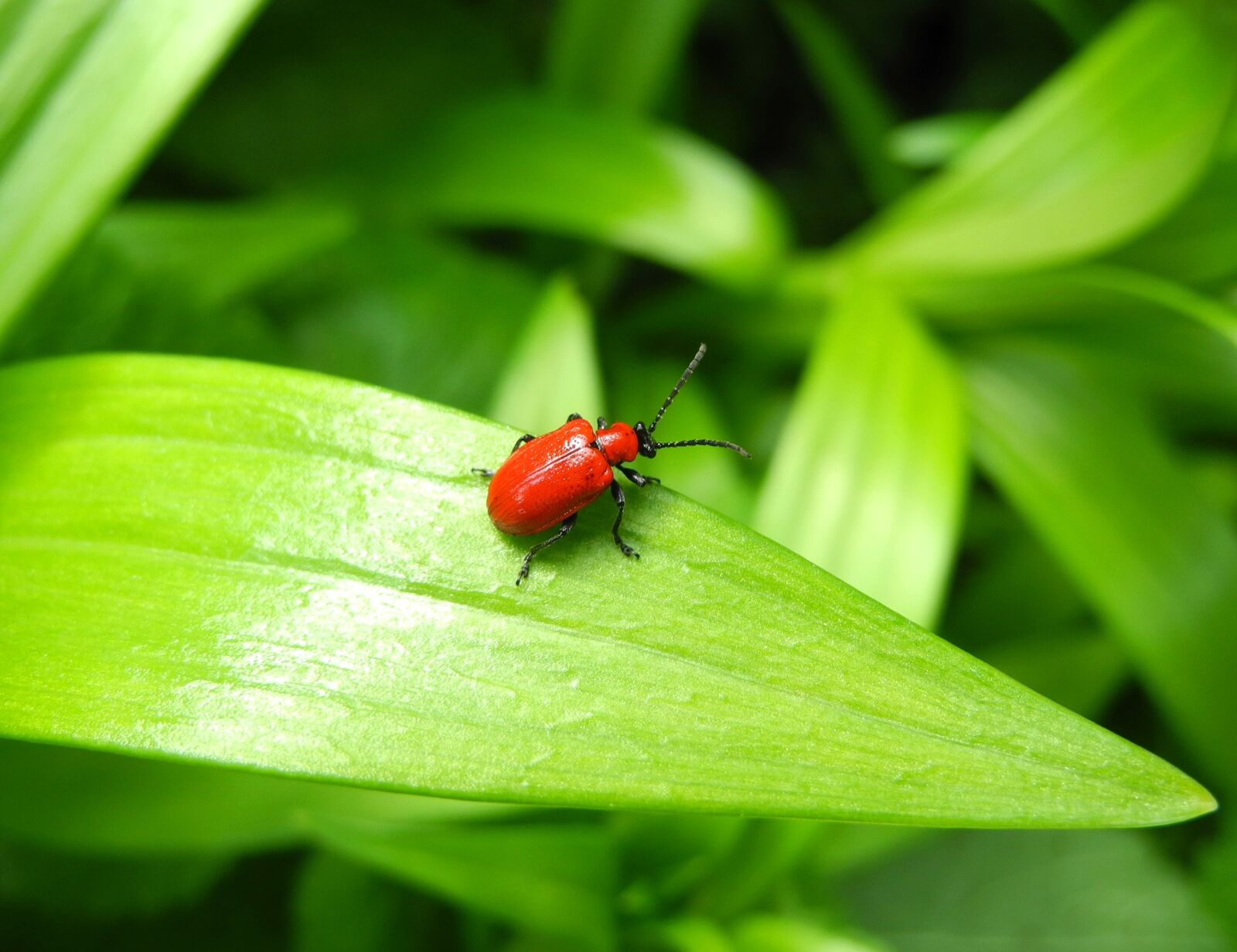 Nikon Coolpix P7000 sample photo. Beetle, lily beetle, red photography