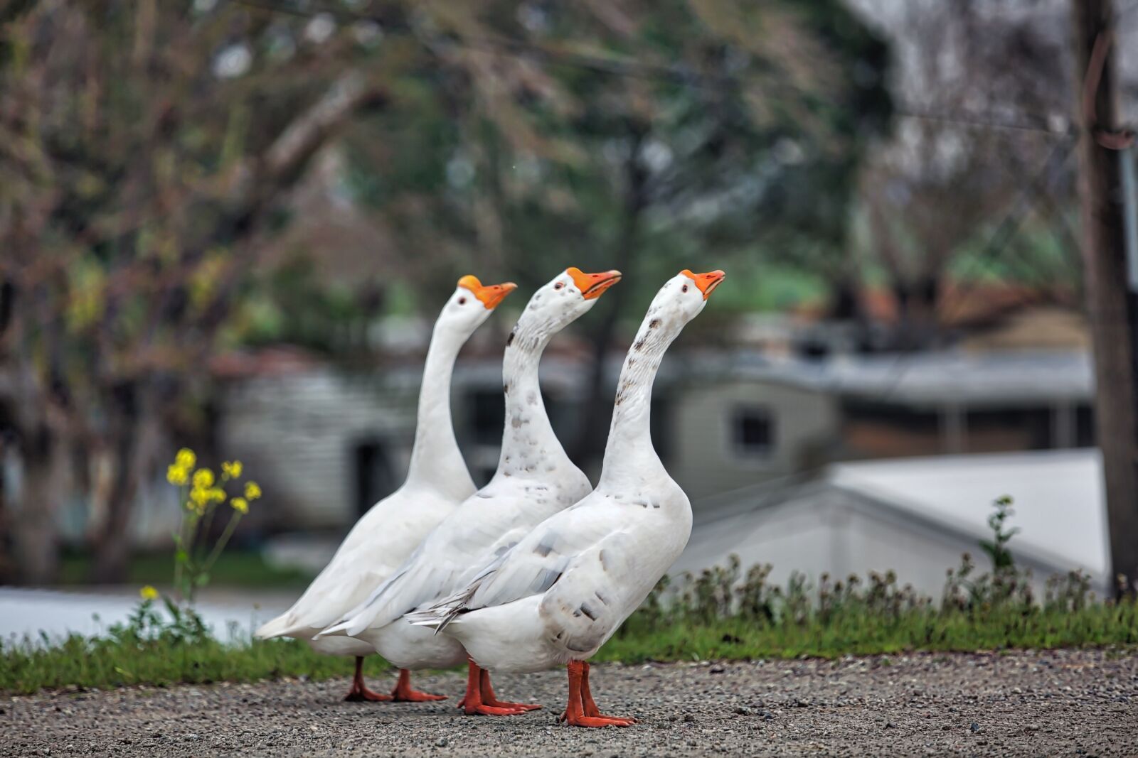 Canon EOS 5D Mark III sample photo. Geese, birds, waterfowl photography
